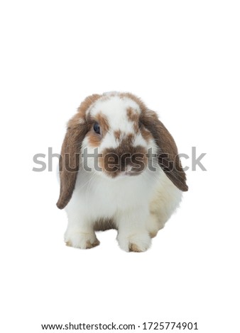 Cute little white and brown bunny rabbit  sitting on white background.