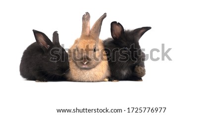 Cute little brown bunny rabbit sitting in between of two black ones on white background.