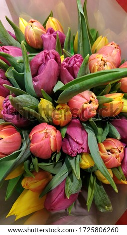 Group of colorful tulip. Soft selective focus, tulip close up, toning. Bright colorful tulip photo background Royalty-Free Stock Photo #1725806260