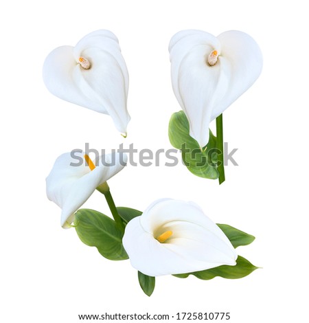 Anthurium Flowers Photo Set Design Material Isolated Background 