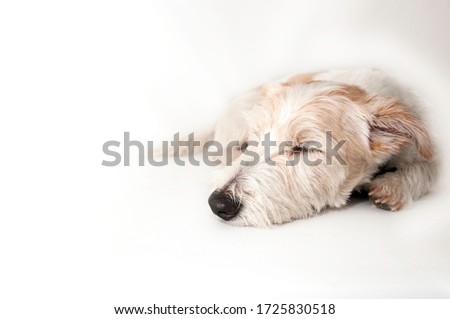 
Sleeping Jack Russell Terrier puppy. Isolated on white background. Dog with eyes closed.