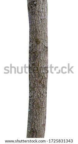 pine trunk isolated on white background