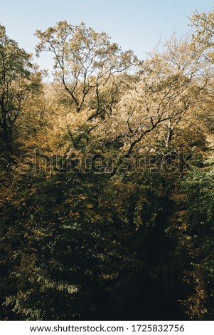 Coloured leaves of various deciduous trees in golden autumn