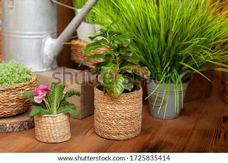 Croton houseplant in straw pot on the wooden floor. Collection of various home plants in different pots. Potted plants at home. Arrangement wicker flower pots with green house plants. rustic style