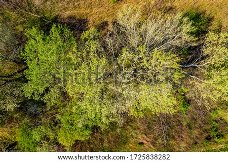 Top view of the dirt road and dense green forests. Beautiful bright landscape photography with drone on a summer day