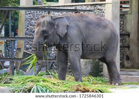 Elephant eating some plants inside the zoo cage