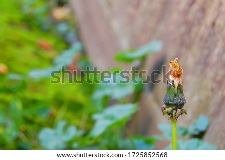 Dandelion bud in the countryside