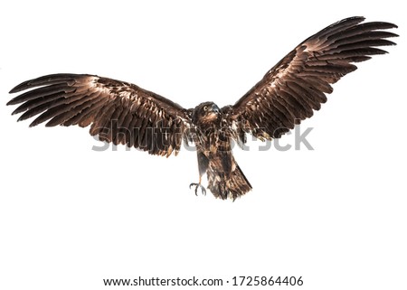 flying predator eagle isolated on white