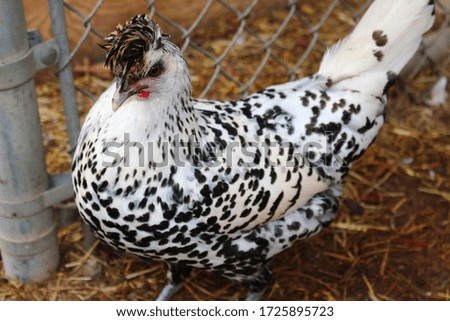 chicken on a farm posing