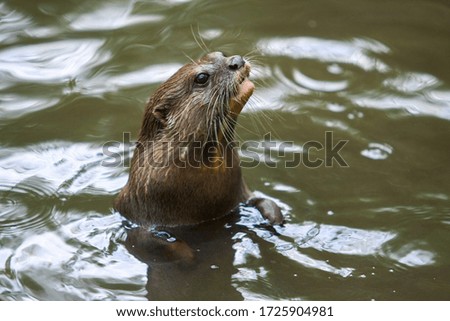 Close up of Otter with head look up and showing the hungry face above the water.