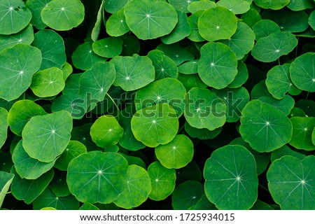 A closeup shot of the Indian pennywort leaves
