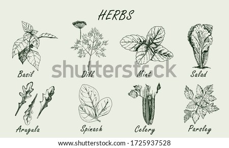 Set of popular herbs in cooking. Collection isolated on background. Vector sketches hand drawn illustration background. Flyer, booklet advertising and design. Line art style.