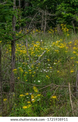 A field going uphill wide opened full of wildflowers weeds and tall grasses growing between the dead trees and fallen branches in late springtime