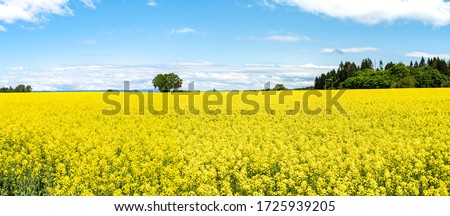 Mustard Seed Field in Full Bloom, Linn County, Mid-Willamette Valley, Western Oregon Royalty-Free Stock Photo #1725939205