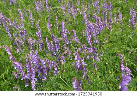 Vicia tenuifolia blooms in the meadow in the wild