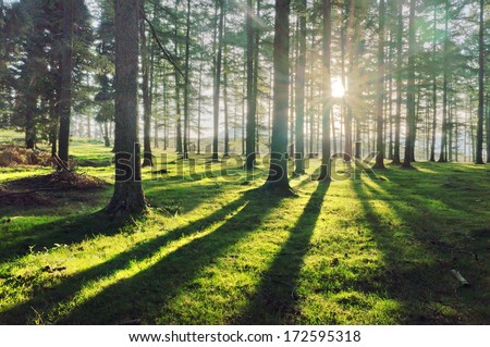 larch forest with sunlight and shadows at sunset Royalty-Free Stock Photo #172595318