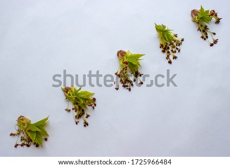 Flower of the American ash maple. Acer negundo is a species of maple native to North America. Flower isolated on a white background