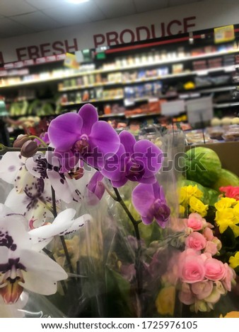 Sassy bright purple orchids show off in the grocery store under "Fresh Produce" sign.