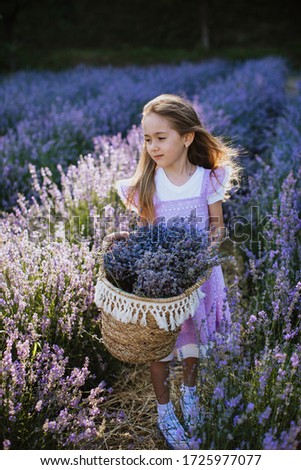 
little girl lavender field provence