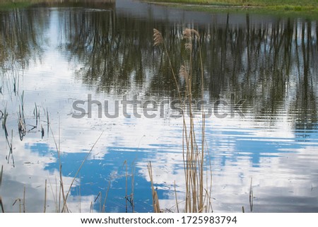 Pond in the Park, reflection in the water, growing dry grass