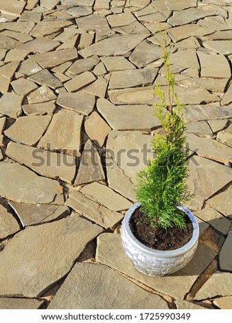 Thuja occidentalis Smaragd in a decorative silver pot, against the background of the stonework of the path