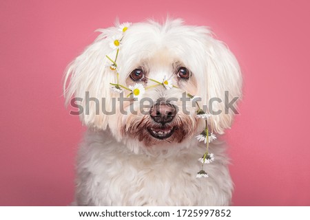Fluffy white dogs head wearing daisies against a baby pink background