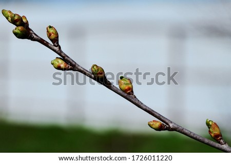 kidneys on a branch of cherry close-up bloom in spring