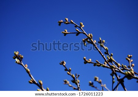 buds on a branch of cherries bloom in spring against the blue sky