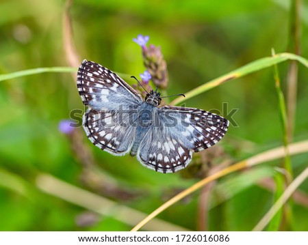 Butterflies are the only group of insects that have scales covering their wings,  Adult butterflies have large, often brightly colored wings.