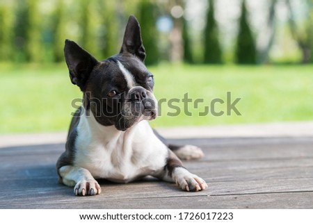 Boston terrier dog on brown terrace  - shallow depth of field
