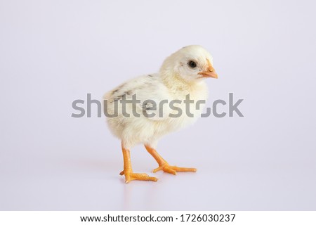 Cute little chick on a white background.