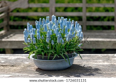 Selective focus of Grape hyacinth (Druifhyacint) in the pot on wooden table, Light blue flowers in the garden, Muscari armeniacum is a genus of perennial bulbous plants, Ornamental plant. Royalty-Free Stock Photo #1726031131