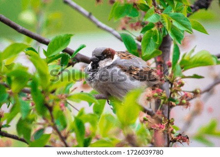 Fat sparrow sitting on a cherry tree with spring flowers close-up with a blurred background