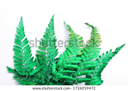 Athyrium filix-femina, the lady fern or common lady-fern, is a large, feathery species of fern native throughout most of the temperate Northern Hemisphere, where it is often abundant (one of the more 
