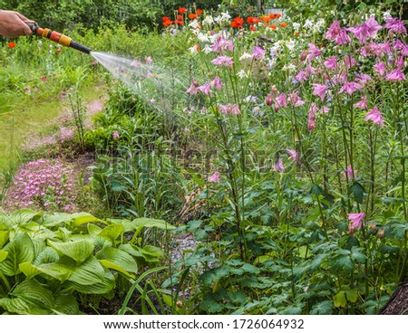 Irregular flowerbed from host, tradescantia, lily, Saponaria, oriental poppies in the garden in early summer