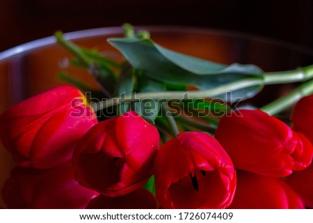 buds of red tulips against a dark background