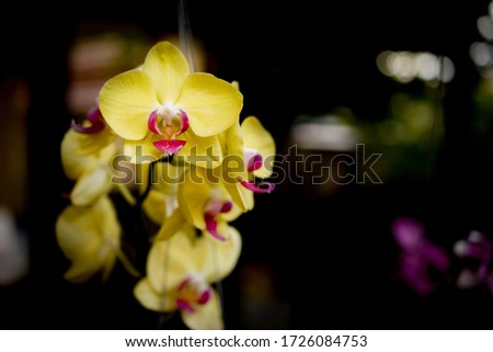 Close up picture of Yellow Cymbidium Orchids (boat orchid) flowers blooming in the greenhouse. Macro. Orchid pattern. Orchid selective focused background