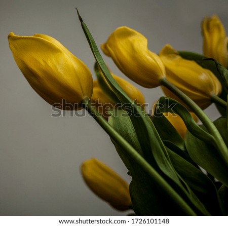 A bouquet of yellow tulips close-up. Natural flowers with a delicious smell.