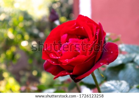 Beautiful red rose in the garden with water drops