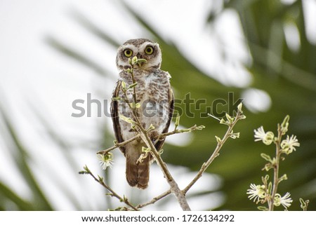 owl sitting on a plant and spectating