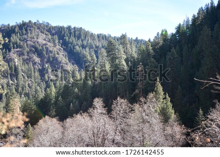 Scenic landscape picture filled with tress off the side of the road