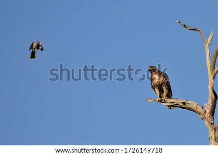 Large hawk and mockingbird standoff