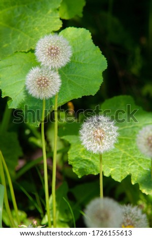 Taraxum dandelion, used as a medicinal plant. round balls of silvery crested fruit that run upwind. These balls are called "balls" or "clocks" in both British and American English. Royalty-Free Stock Photo #1726155613