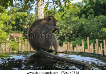 Naughty squirrel monkey on the roof of the white car. Monkey macaque sitting on the roof of a black car..