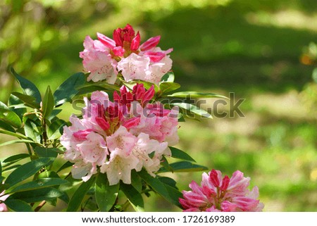 
Beautiful rhododendron with dark pink and pale pink flowers
