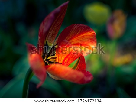 Unusual view from the side of one red-yellow beautiful tulip. Close up color photo. Blurry background. Focus on stamens, pistil and petals. Touch of sunlight. Vivid colors. Isolated flower.