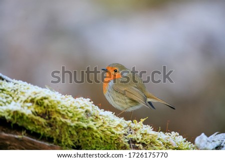 A selective focus shot of a cute European robin bird sitting on the mossy branch with a blurred background