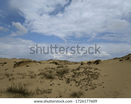 desert from above. desert sands and trees