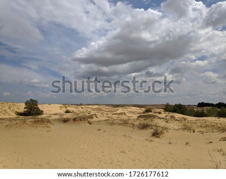 desert from above. desert sands and trees