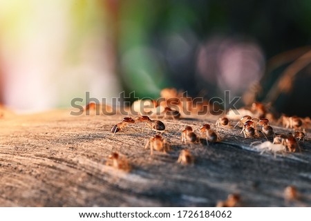 Colony Of Termite, Termites eat wood ,termites that come out to the surface after the rain fell. termite colonies mostly live below the surface of the land Royalty-Free Stock Photo #1726184062